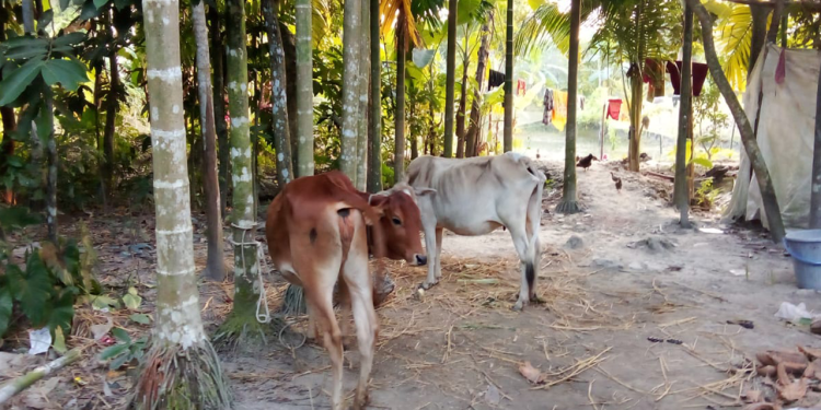 পাওনা টাকার জেরে কৃষকের গরু নিয়ে গেলেন জামায়াত নেতা